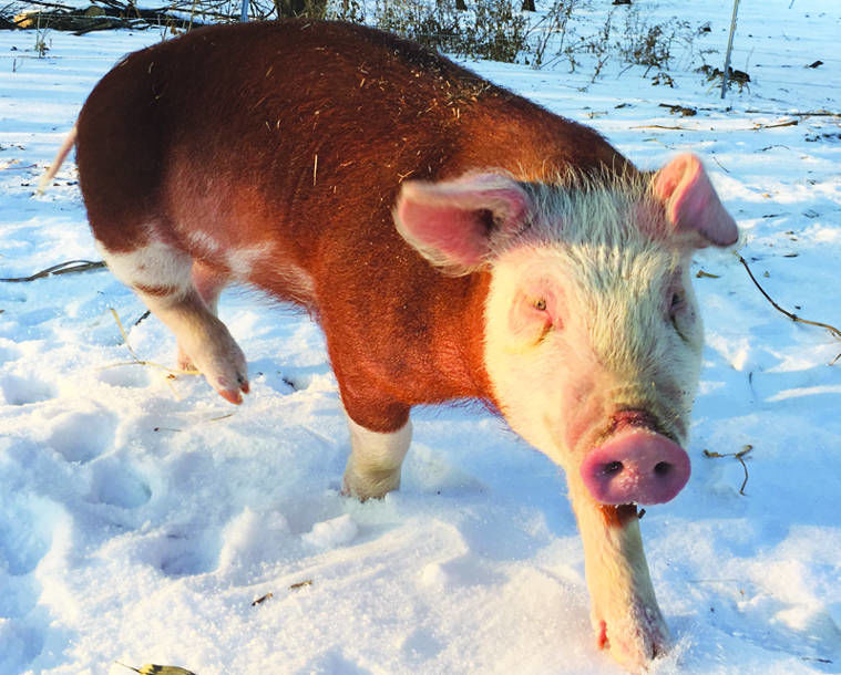 Hereford pig numbers dwindling